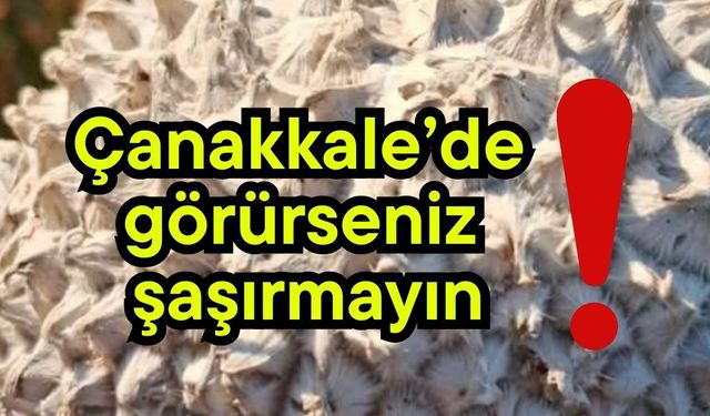 Çanakkale’de görürseniz şaşırmayın!