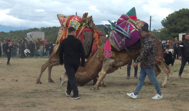 Salgın sonrası ilk deve güreşi! Çanakkale'den ve Ege'den develer katıldı