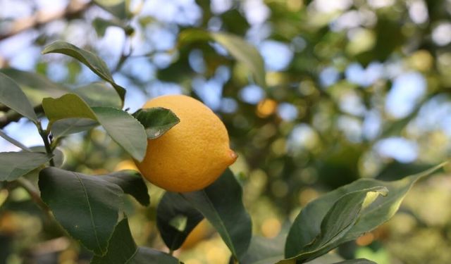 Sarı Altın Limon: Fiyatlar 5’e Katlandı