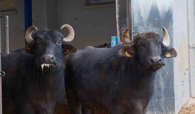 Türkiye’nin yeni manda ırkı süt verimi ile dikkat çekiyor