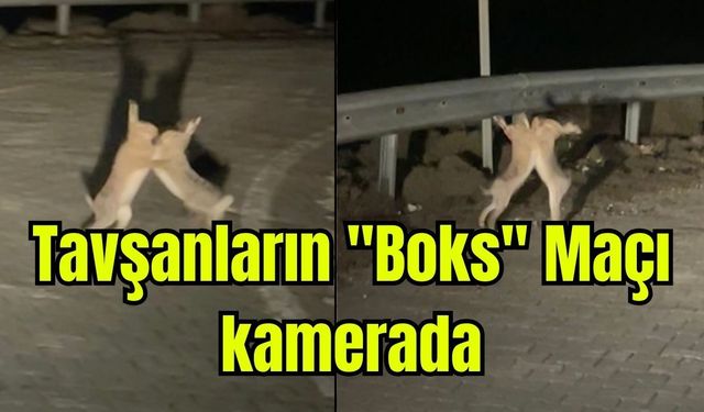 Çanakkale'de gülümseten manzara: Tavşanların "Boks" Maçı kamerada (Video)