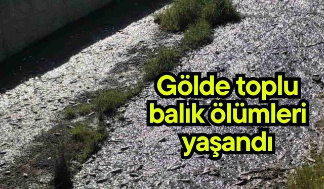 Gölde toplu balık ölümleri yaşandı
