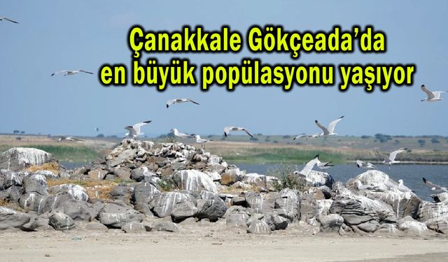 Çanakkale Gökçeada’da en büyük popülasyonu yaşıyor (Video)