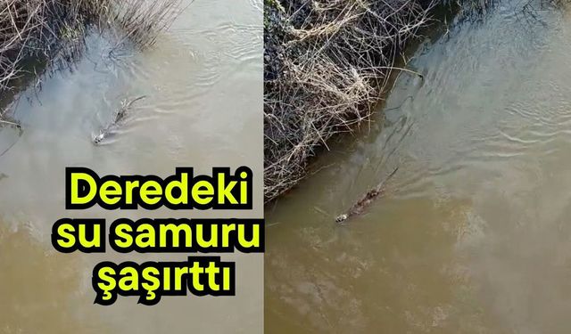 Deredeki su samuru şaşırttı