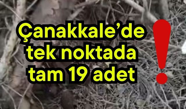 Çanakkale’de tek noktada tam 19 adet!