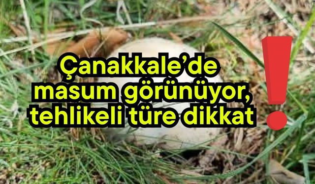 Çanakkale’de masum görünüyor, tehlikeli türe dikkat!