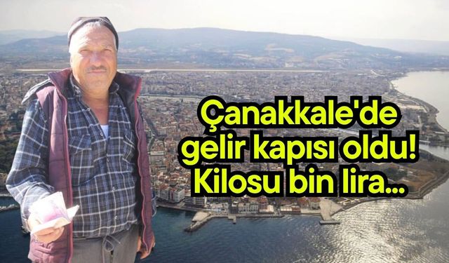 Çanakkale'de gelir kapısı oldu! Kilosu bin lira... (Video)