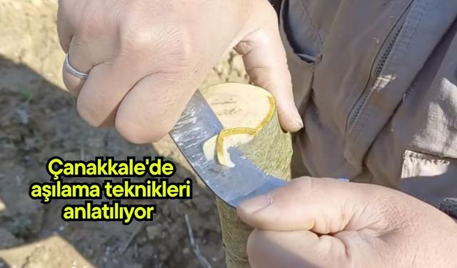 Çanakkale'de aşılama teknikleri anlatılıyor (Video)
