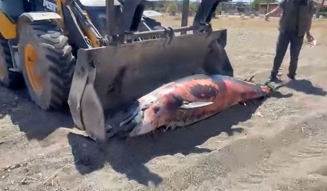 Çanakkale sahiline ölü yunus balığı vurdu (Video)