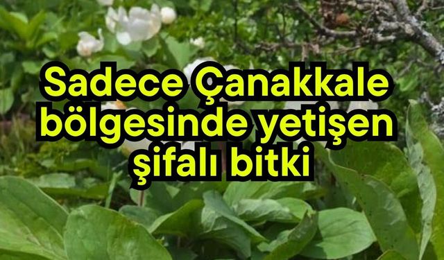 Sadece Çanakkale bölgesinde yetişen şifalı bitki