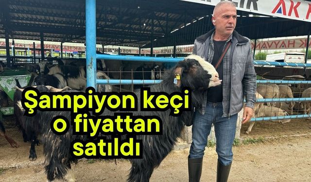 Şampiyon keçi o fiyattan satıldı (Video)