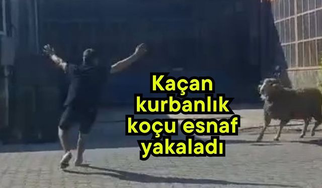 Kaçan kurbanlık koçu esnaf yakaladı