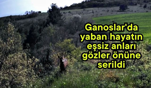 Ganoslar'da yaban hayatın eşsiz anları gözler önüne serildi (Video)