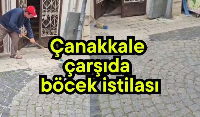 Çanakkale çarşıda böcek istilası