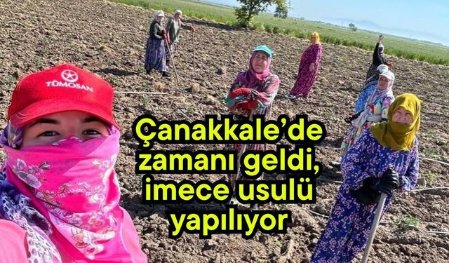 Çanakkale’de zamanı geldi, imece usulü yapılıyor