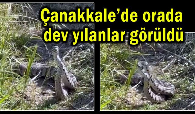 Çanakkale’de orada dev yılanlar görüldü