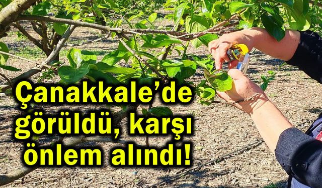 Çanakkale’de görüldü, karşı önlem alındı!