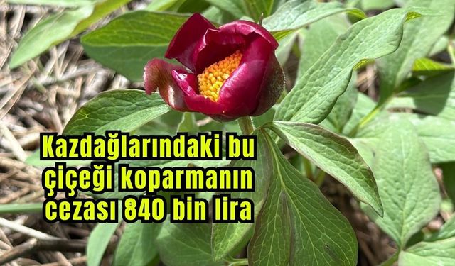 Kazdağlarındaki bu çiçeği koparmanın cezası 840 bin lira (Video)