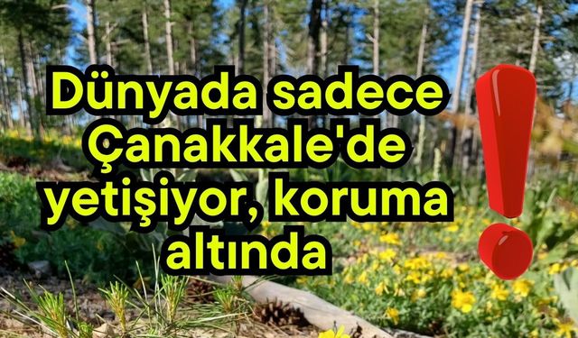 Dünyada sadece Çanakkale'de yetişiyor, koruma altında!