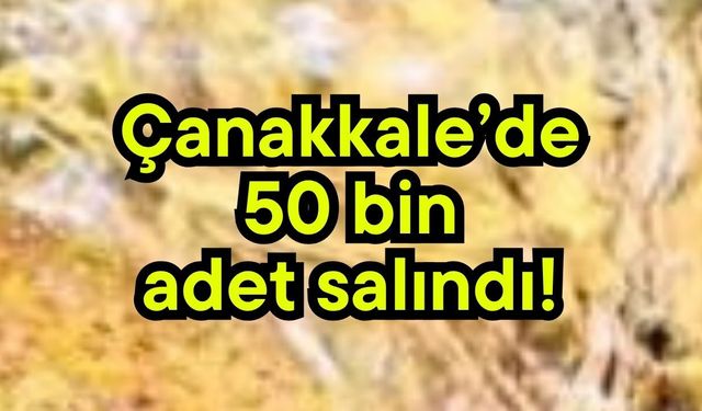 Çanakkale’de 50 bin adet salındı!