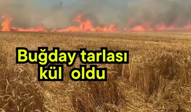 Buğday tarlası kül  oldu