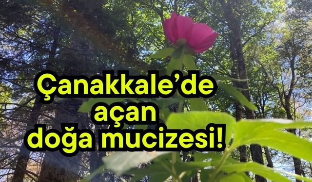 Çanakkale’de açan doğa mucizesi!