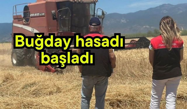 Buğday hasadı başladı