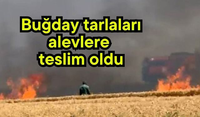 Buğday tarlaları alevlere teslim oldu (Video)