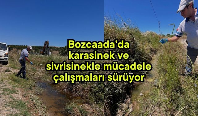 Bozcaada’da karasinek ve sivrisinekle mücadele çalışmaları sürüyor