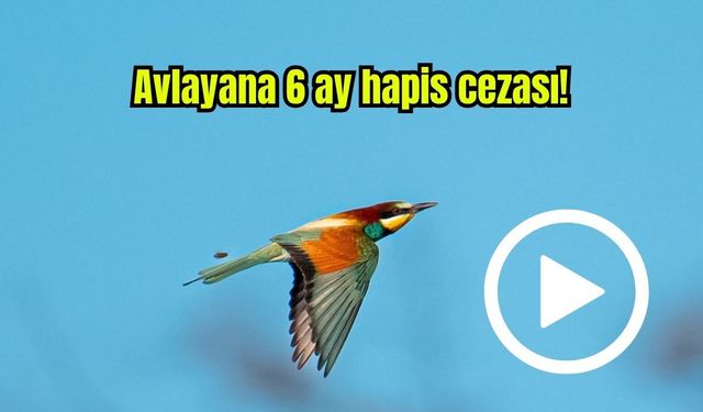 Bu kuşu avlayana 6 ay hapis cezası! (Video)