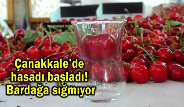 Çanakkale’de hasadı başladı! Bardağa sığmıyor (Video)
