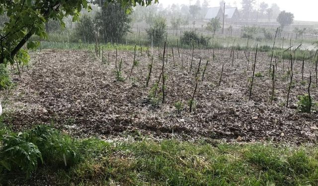 Tarım arazilerini dolu vurdu