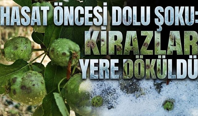 Hasat öncesi dolu şoku! Kirazlar yerlere döküldü (Video)