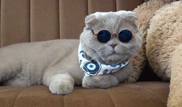 Veterinerlerin "yaşamaz" dediği kedi, denizde yüzdü, Uludağ'da kayak keyfi yaptı (Video)