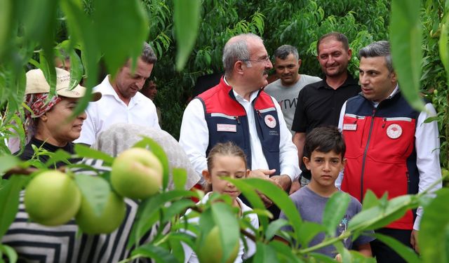 Çanakkale'de coğrafi tescilli ürünün hasadı başladı