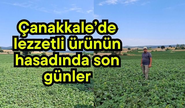 Çanakkale’de lezzetli ürünün hasadında son günler