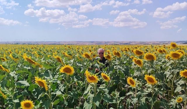 Anıza ayçiçeği ekimi yapan çiftçi kazanıyor