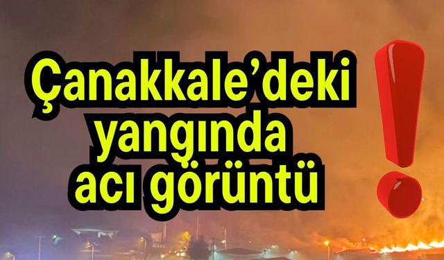 Çanakkale’deki yangında acı görüntü!