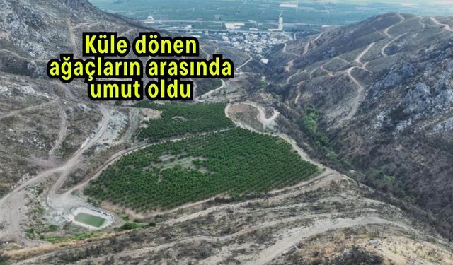 Küle dönen ağaçların arasında umut oldu