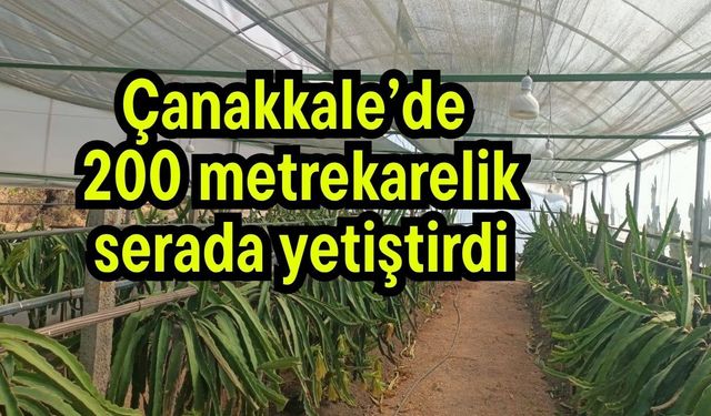 Çanakkale’de 200 metrekarelik serada yetiştirdi