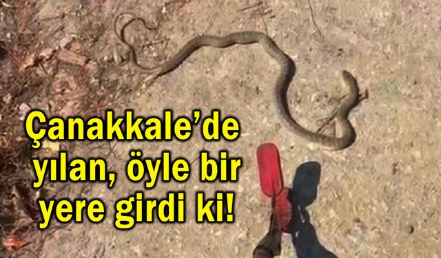 Çanakkale’de yılan, öyle bir yere girdi ki!