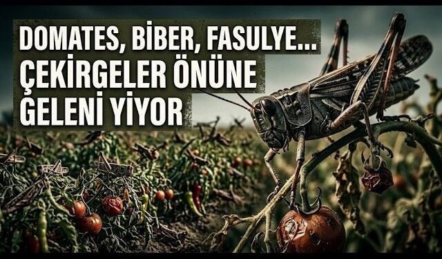 Çekirge İstilası Üreticiyi Zor Durumda Bıraktı (Video)