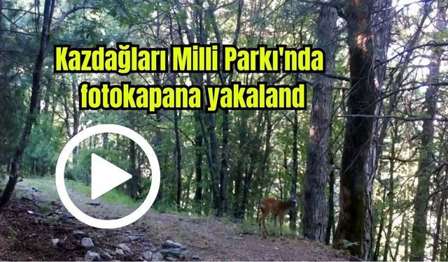 Kazdağları Milli Parkı'nda fotokapana yakalandı (Video)