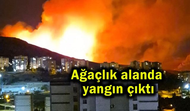 Ağaçlık alanda yangın çıktı (Video)