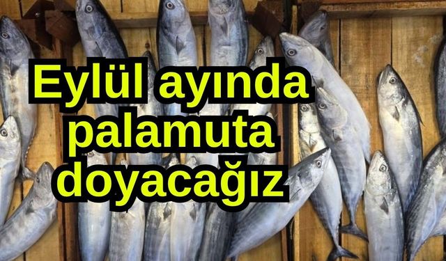 Eylül ayında palamuta doyacağız (Video)