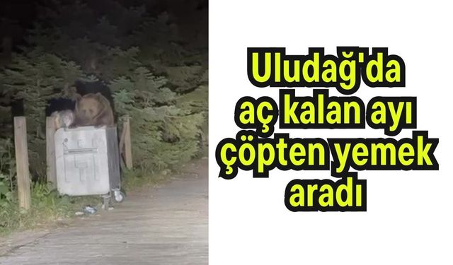 Uludağ'da aç kalan ayı çöpten yemek aradı (Video)