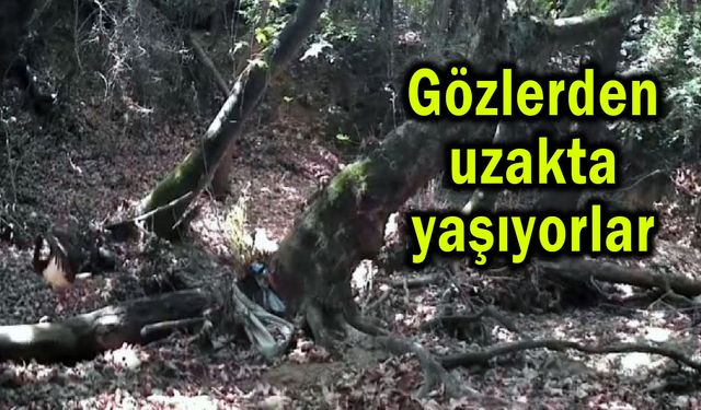 Gözlerden uzakta yaşıyorlar (Video)