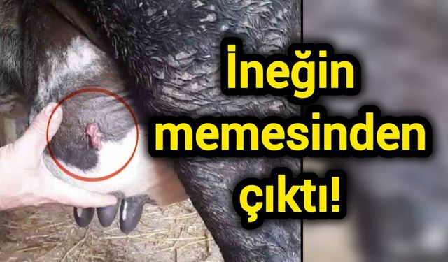İneğin memesinden çıktı!