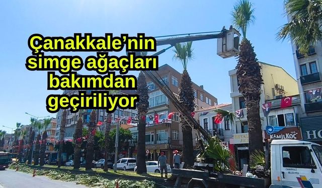 Çanakkale’nin simge ağaçları bakımdan geçiriliyor