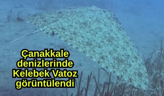 Çanakkale denizlerinde Kelebek Vatoz görüntülendi (Video)
